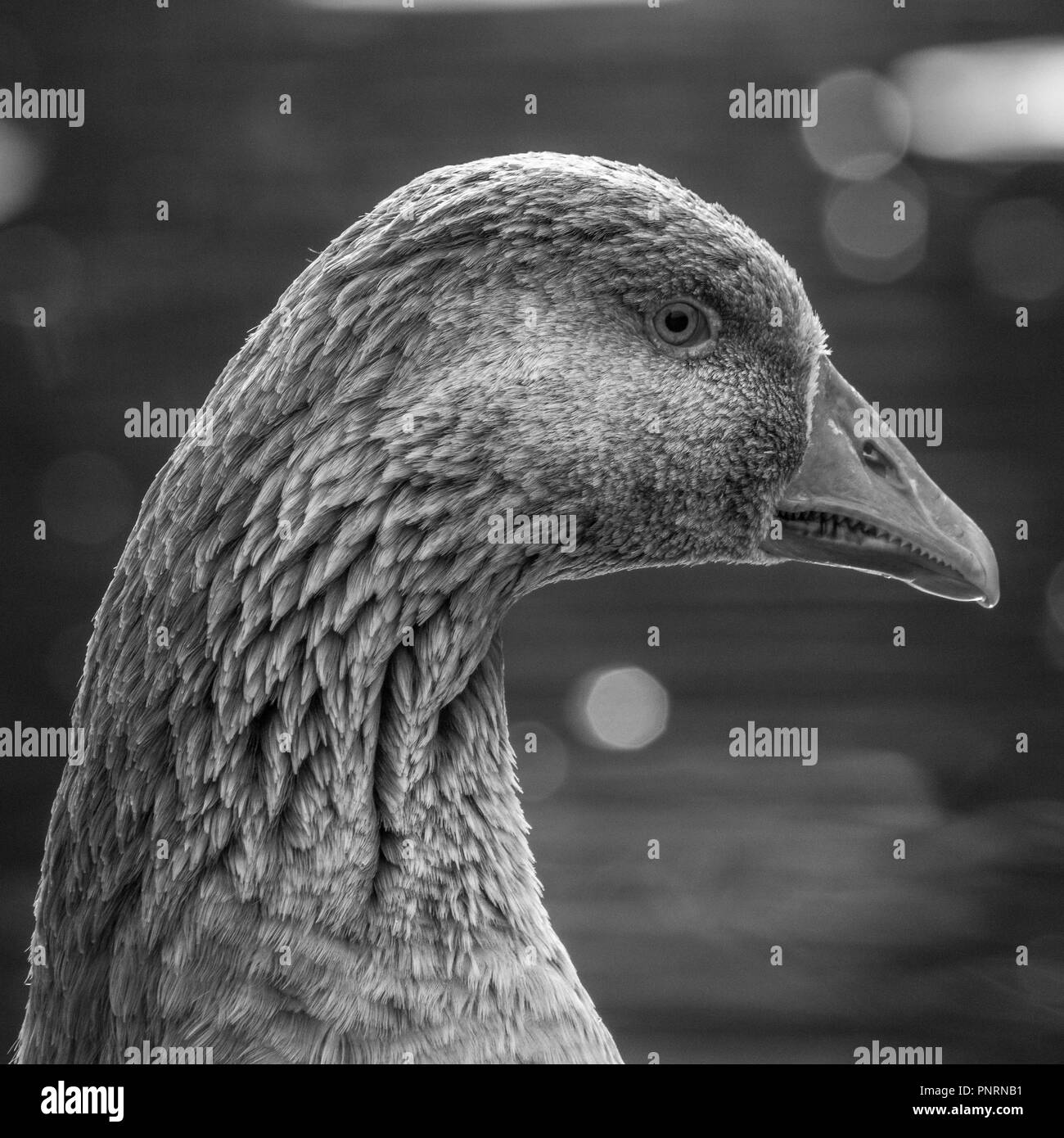 Gans, close-up der Kopf mit Bokeh, Tiefenschärfe Hintergrund Stockfoto