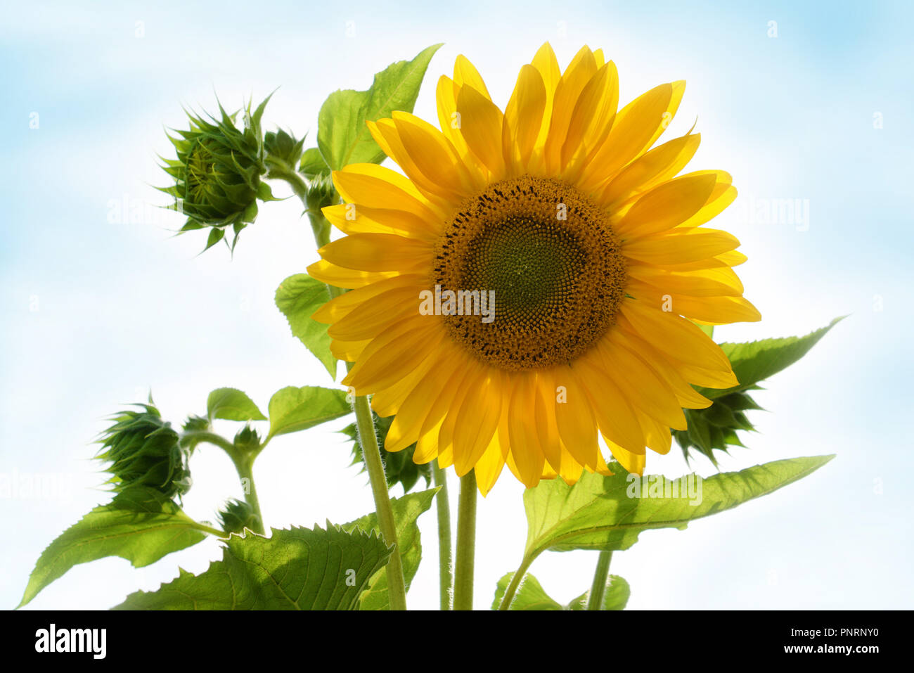 Gute besserung karte Fotos und Bildmaterial in hoher Auflösung Alamy