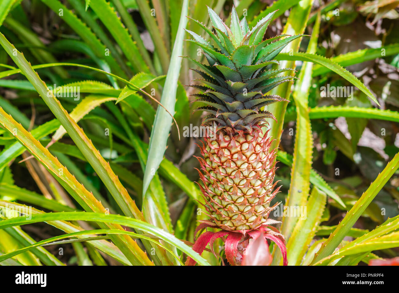 Ananas Obst (Ananas comosus) mit grünen Blättern Hintergrund Stockfoto