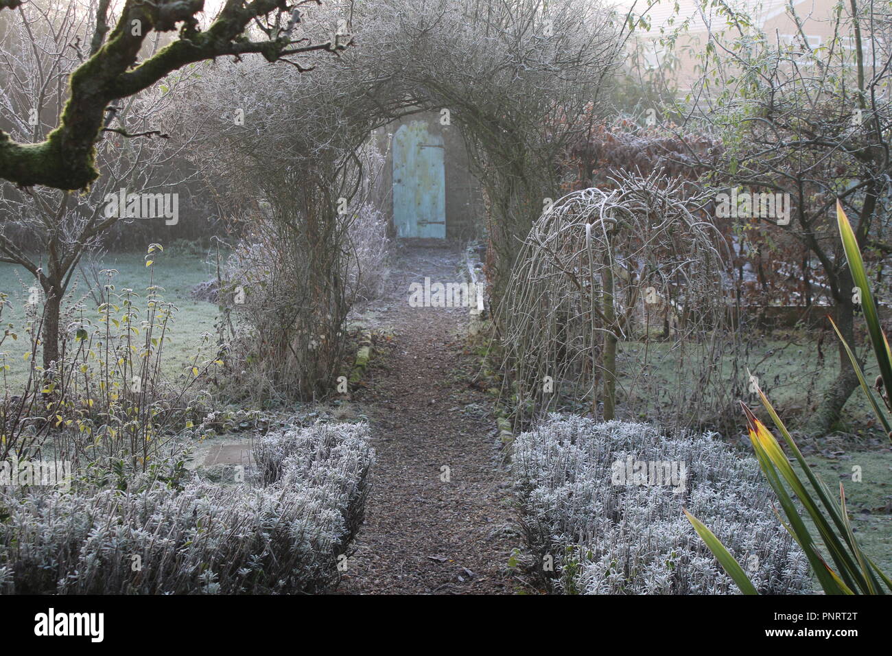 Landschaft im Winter gefroren Englisch Country Garden frost weiß Gras, Spalier Pear Tree, Pflanzen, Töpfe & Rose arch Kies weg in die geheime Tür Stockfoto