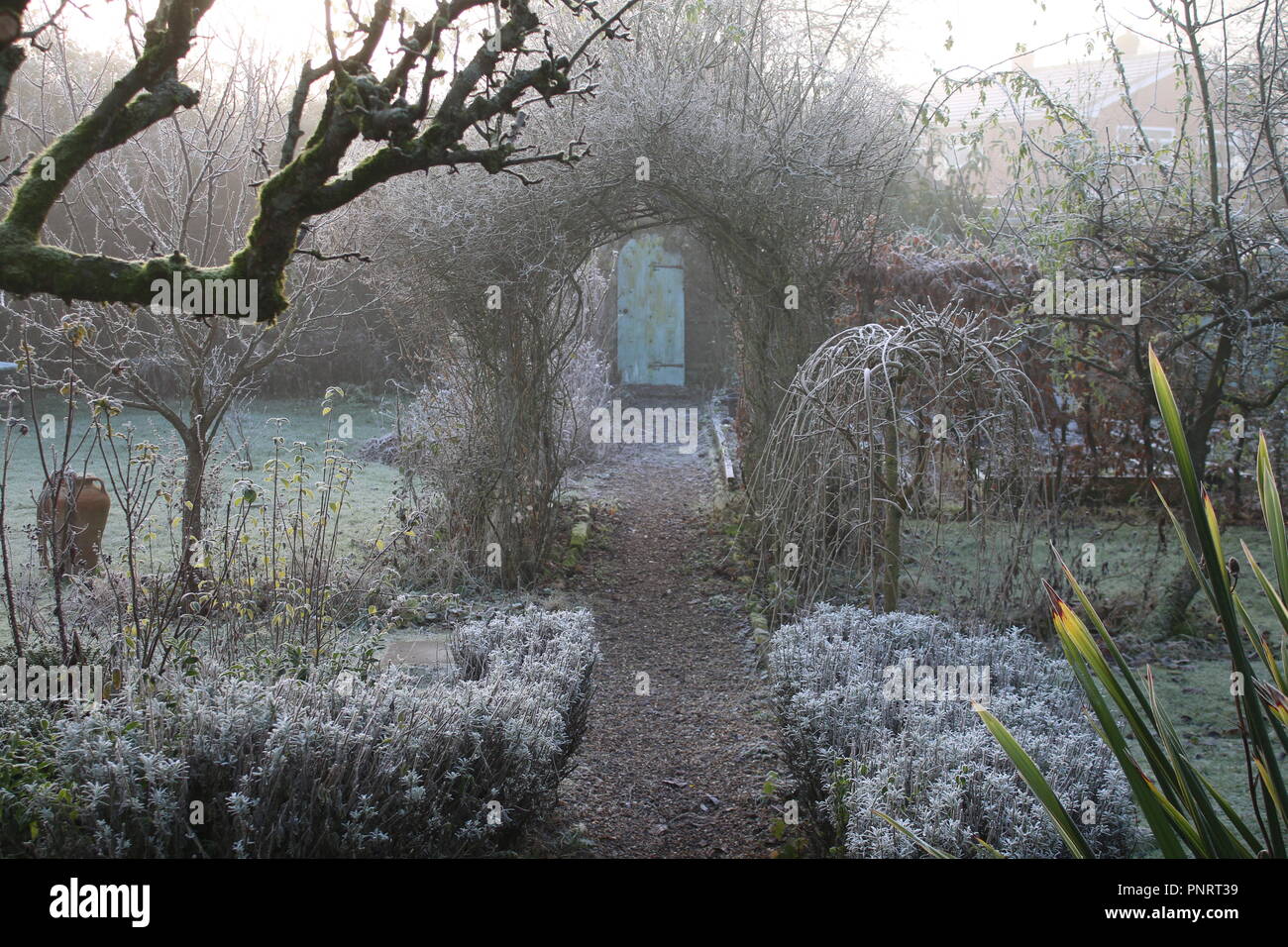 Landschaft im Winter gefroren Englisch Country Garden frost weiß Gras, Spalier Pear Tree, Pflanzen, Töpfe & Rose arch Kies weg in die geheime Tür Stockfoto