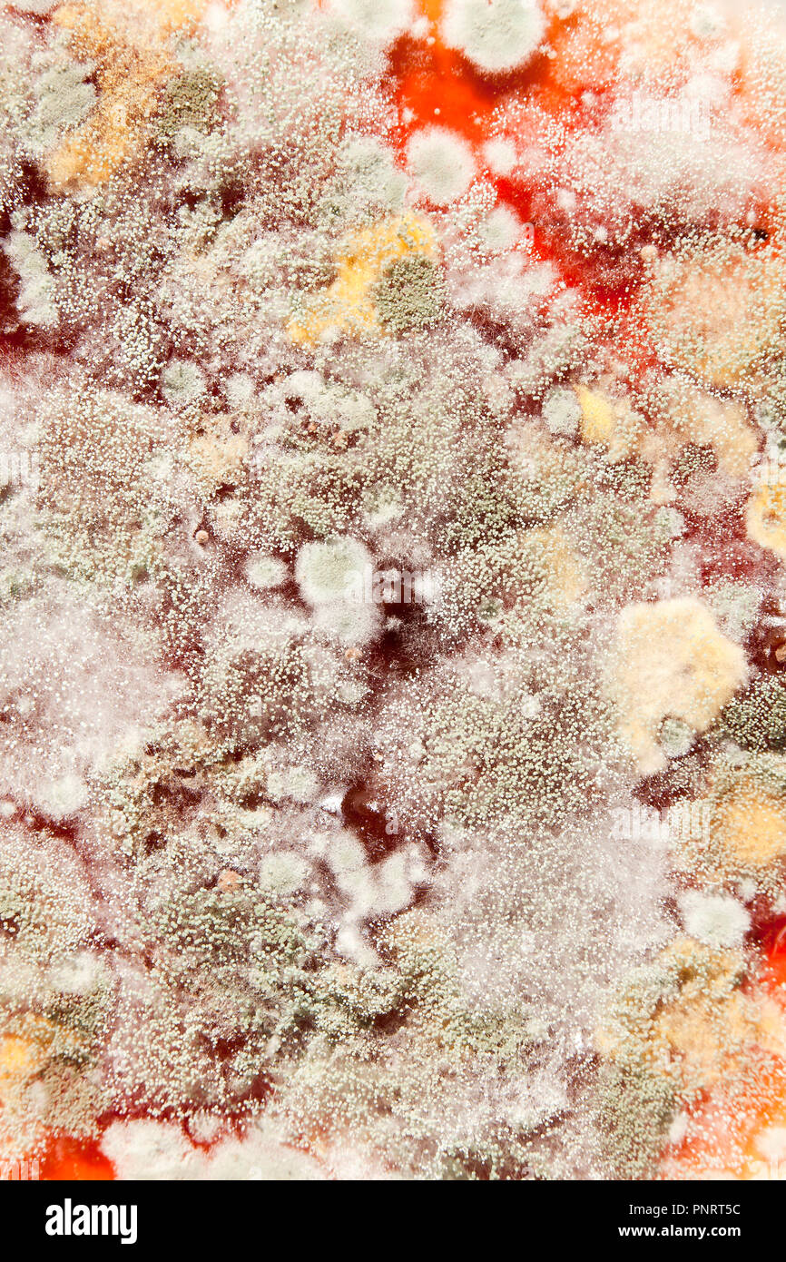 Schimmel auf strawberry jam (schimmelige Marmelade, schimmelige Marmelade, verschimmelte Lebensmittel, verschimmelte Lebensmittel) Nahaufnahme Makro - USA Stockfoto