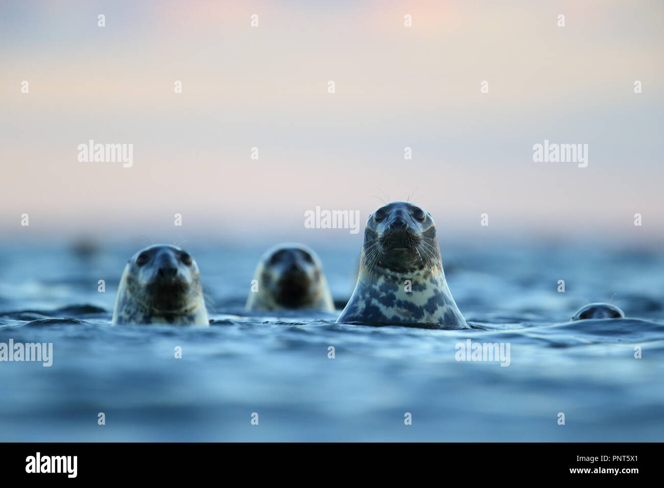 Die Kegelrobbe (Halichoerus grypus) in Ostsee, Europa Stockfoto