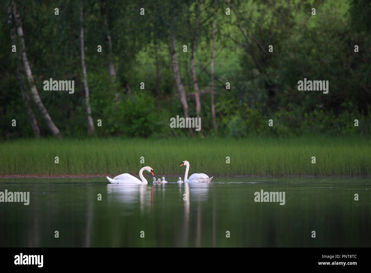 Höckerschwan (Cygnus olor) Familie ein Erwachsener und mehrere Cygnets schwimmen im Wasser im späten Frühjahr Stockfoto