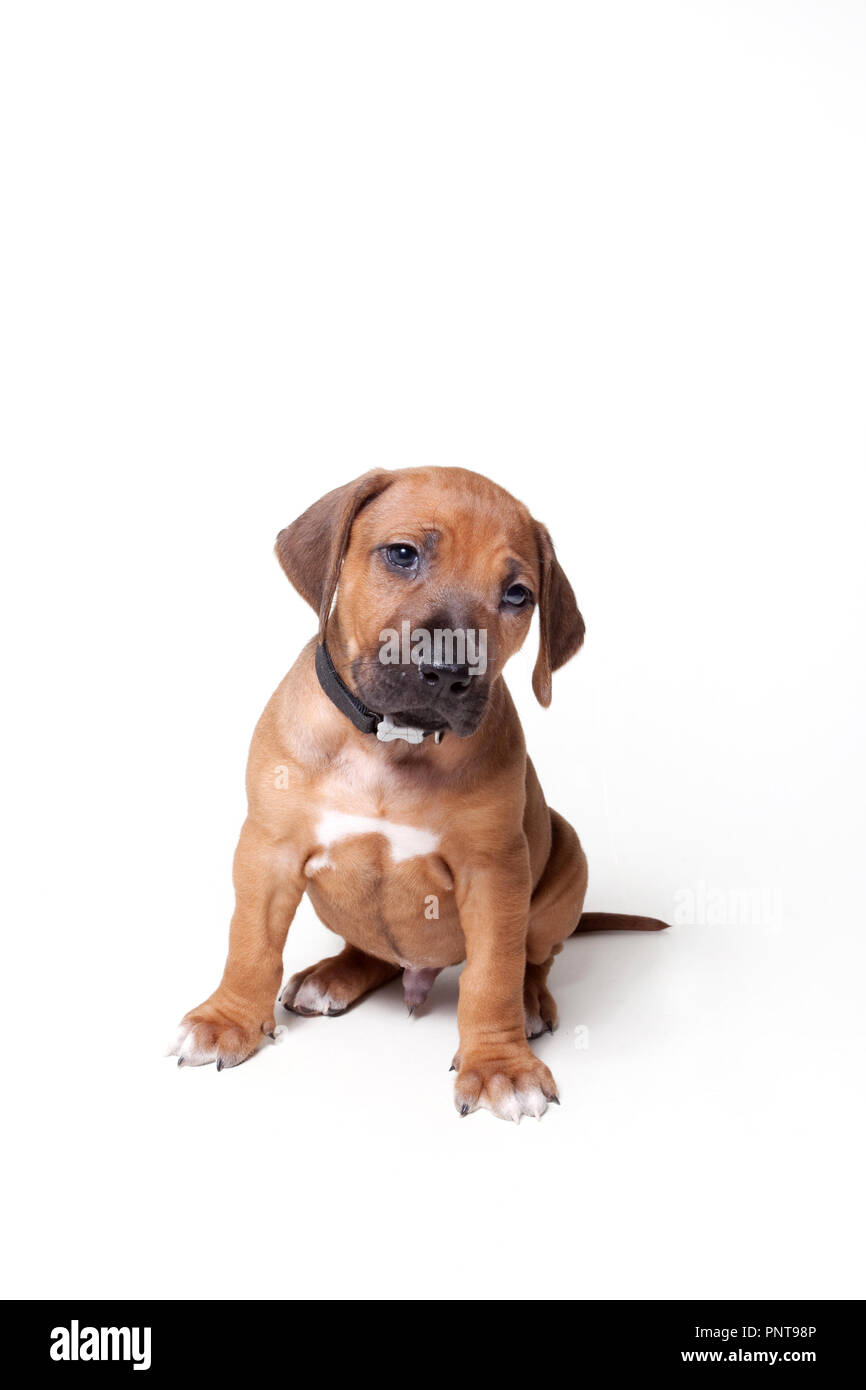 Ein Rhodesian Ridgeback Welpen Stockfoto