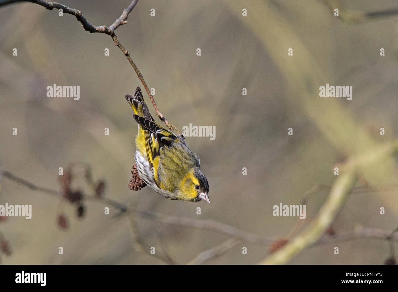 Eurasian Siskin Spinus spinus männlichen Fütterung auf Erle Minsmere Suffolk Ende Winter Stockfoto