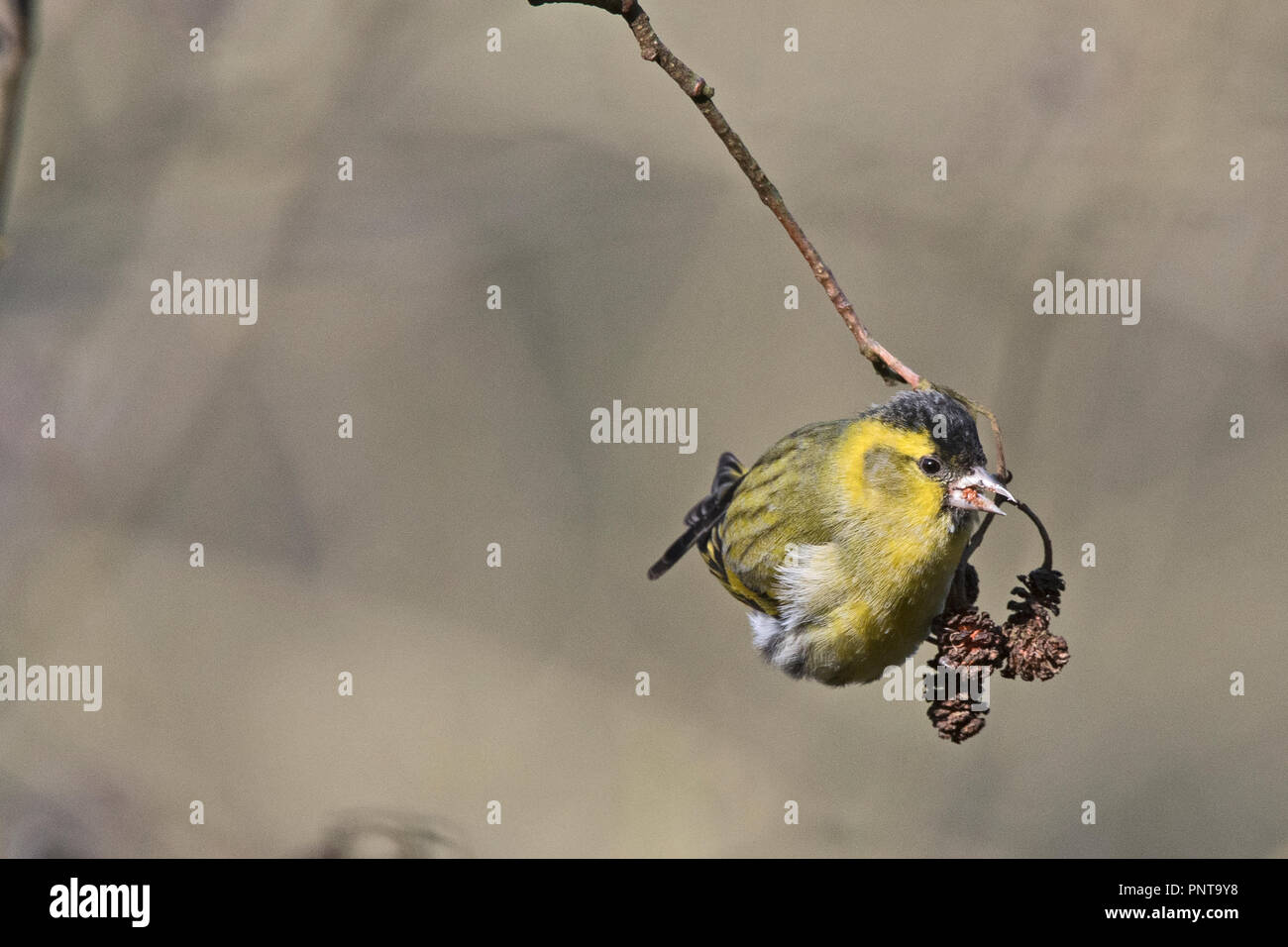 Eurasian Siskin Spinus spinus männlichen Fütterung auf Erle Minsmere Suffolk Ende Winter Stockfoto