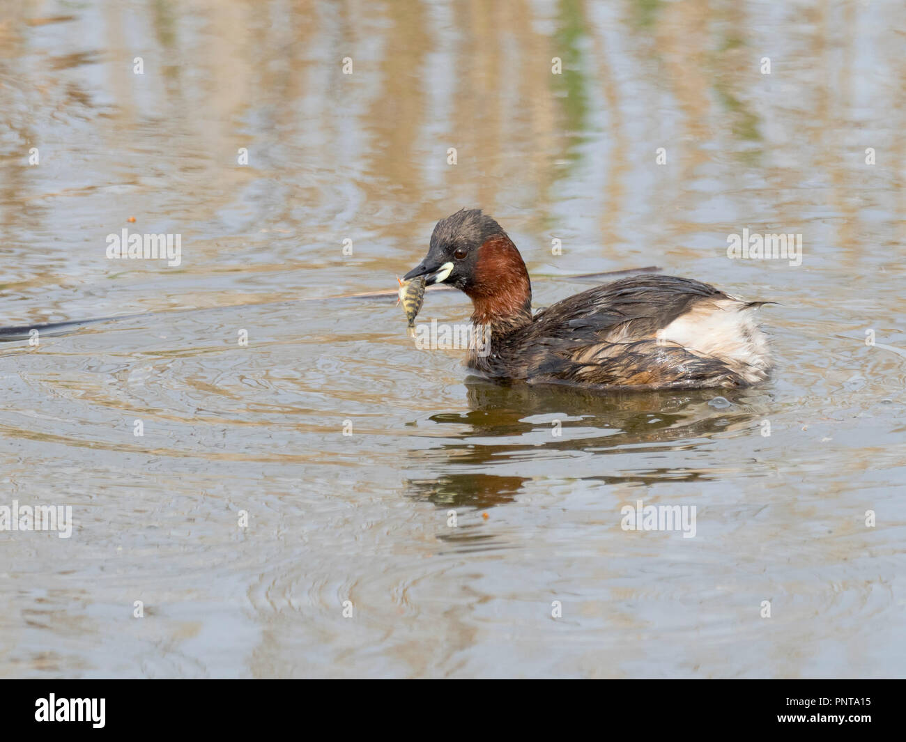 Zwergtaucher Tachybaptus ruficollis mit Barsch North Norfolk kann Stockfoto