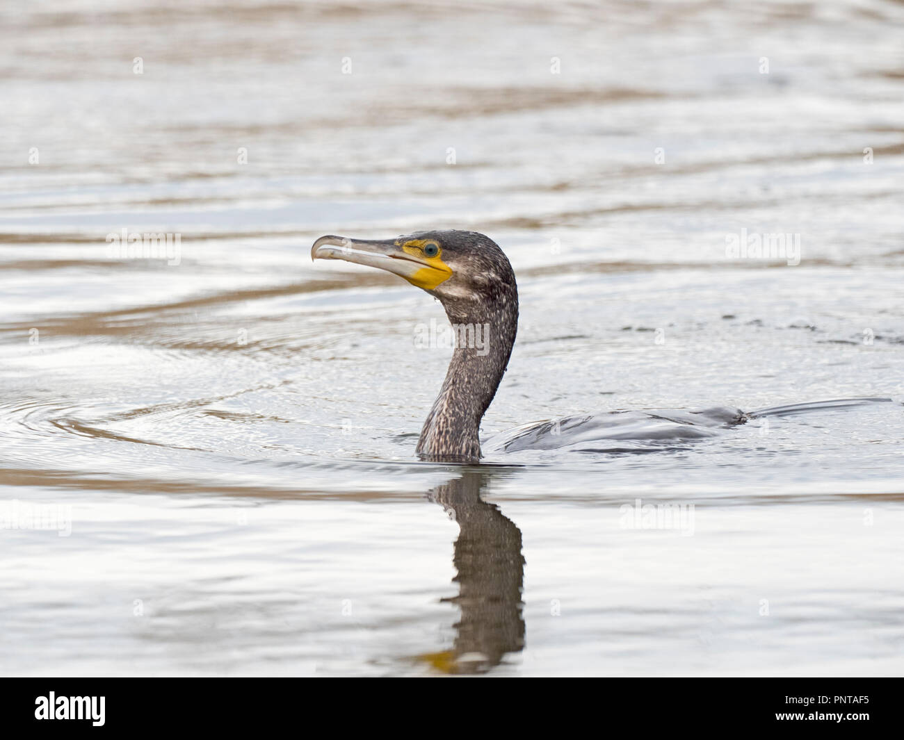 Kormoran Phalacrocorax carbo North Norfolk kann Stockfoto