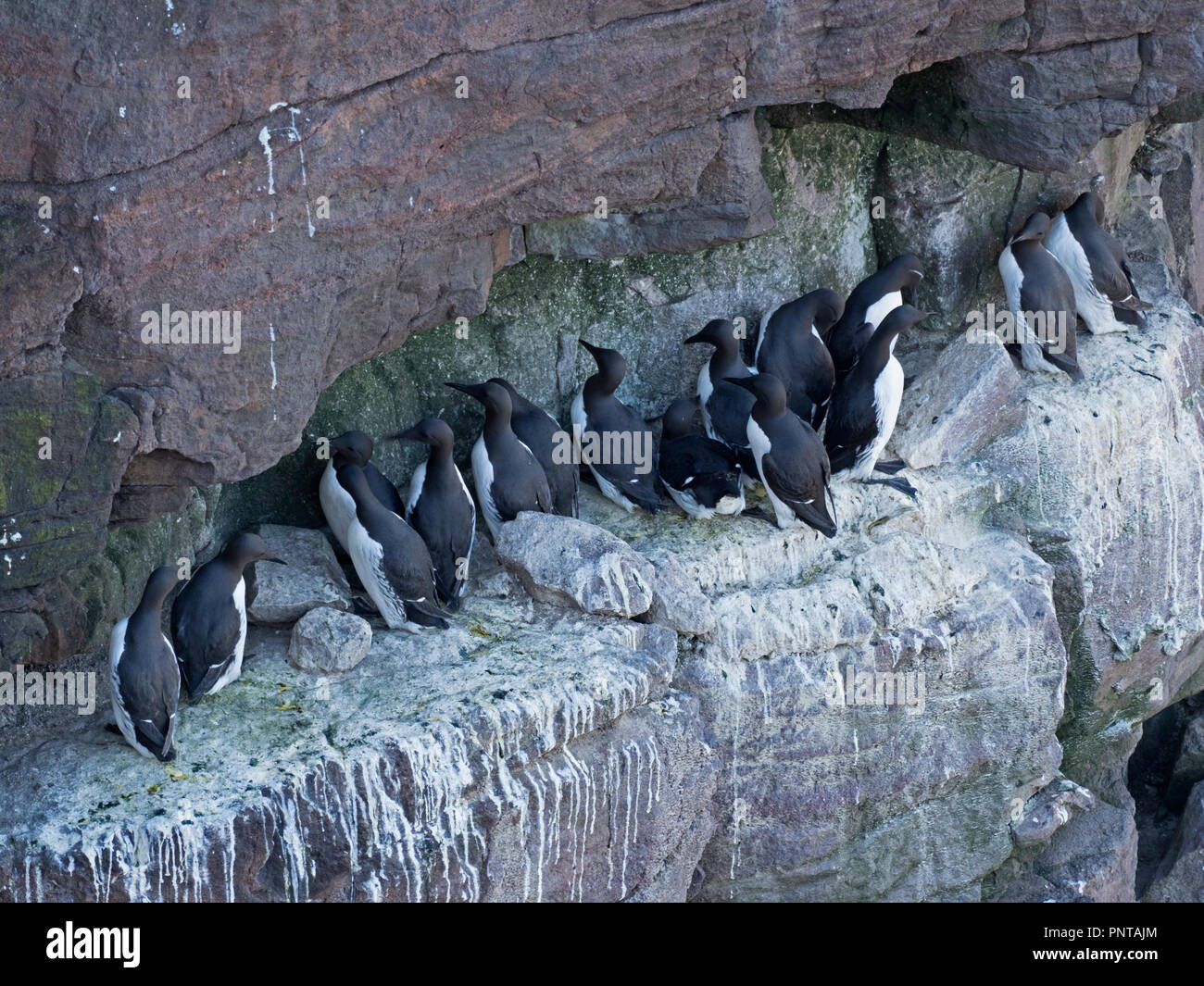 Gemeinsame Trottellummen Uria aalge auf Zucht Leiste auf Handa Island Schottland Mai Stockfoto