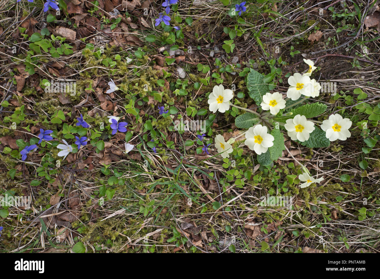 Primeln und Veilchen wachsen an den Ufern der Bergbach Caithness Schottland Frühling Stockfoto