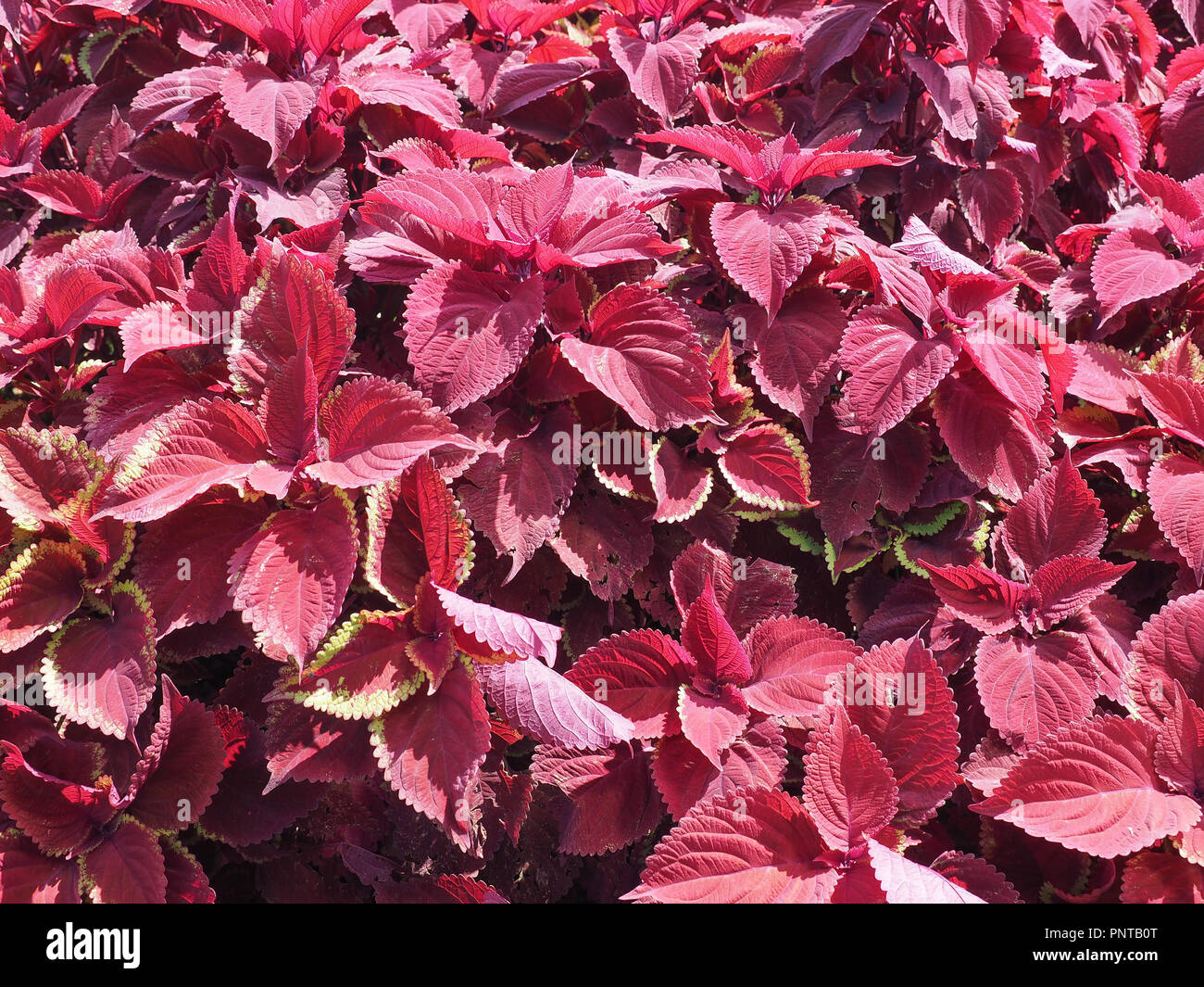 Red coleus lackiert Nettle (Solenostemon scutellaroides) Pflanze Stockfoto