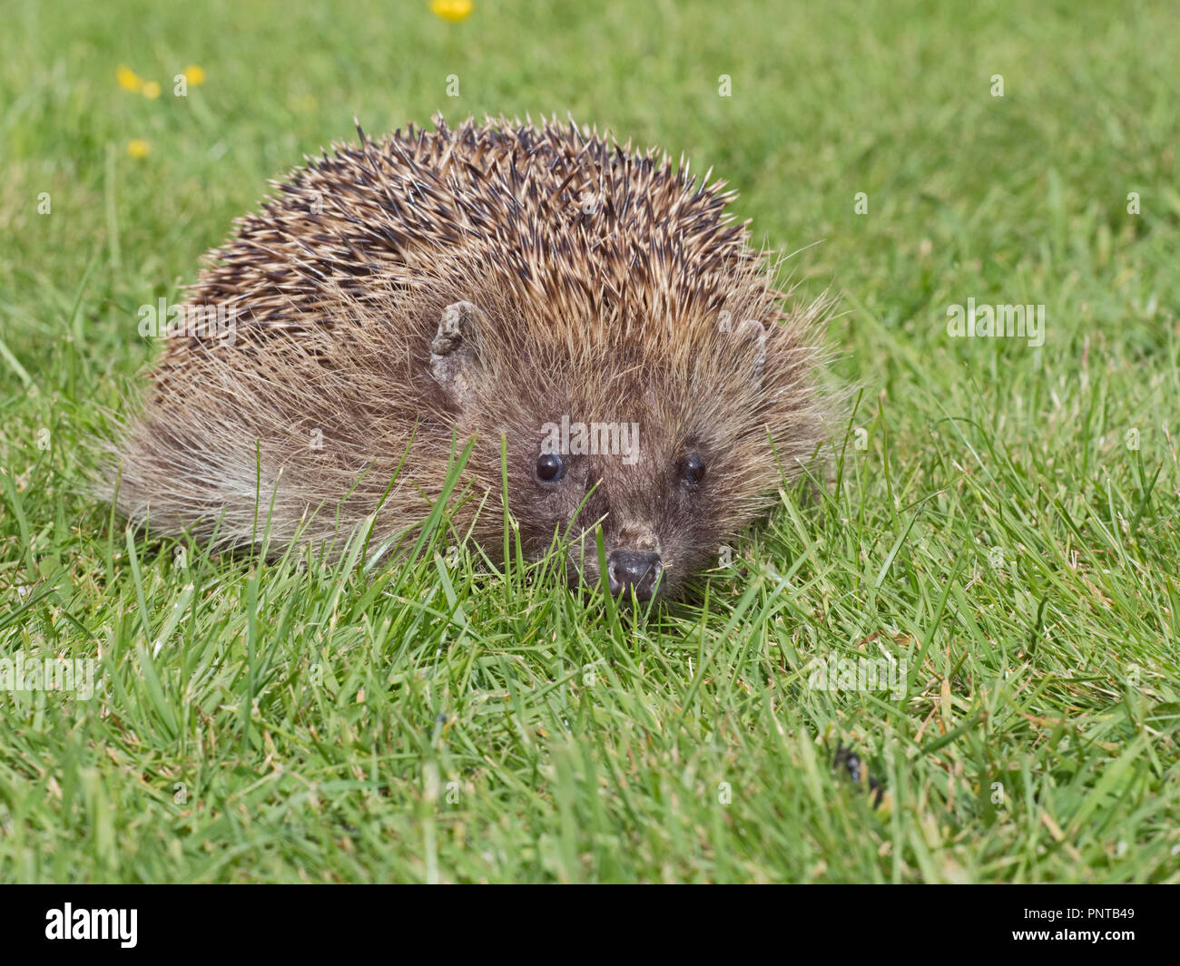 Europäische Igel Erinaceus europaeus bei Rescue Center in Garten Norfolk Stockfoto