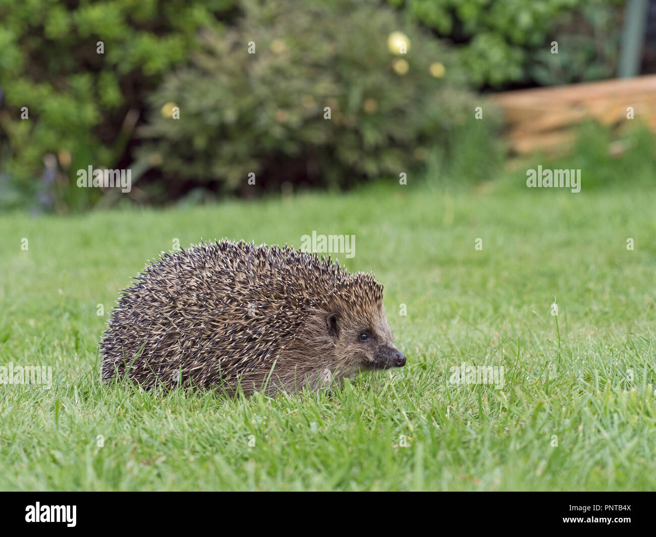 Europäische Igel Erinaceus europaeus bei Rescue Center in Garten Norfolk Stockfoto