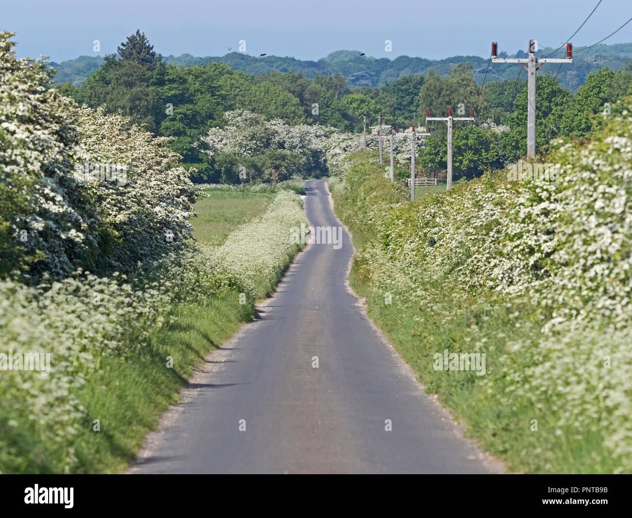 Country Lane in der Nähe von Ringstead in North Norfolk im frühen Frühjahr Stockfoto