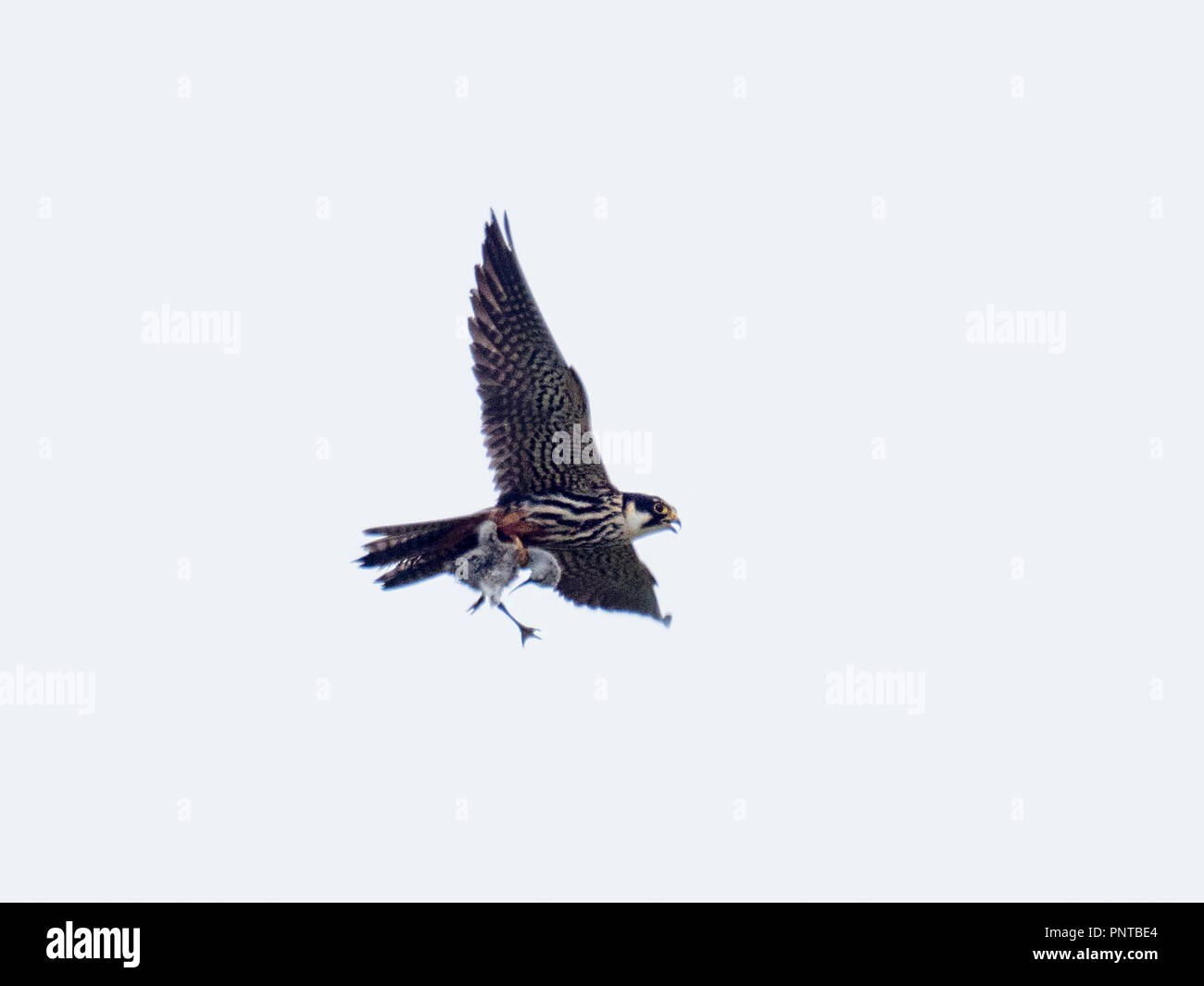 Hobby Falco subbuteo vor kurzem die gefangen Säbelschnäbler Küken Cley Norfolk kann Stockfoto