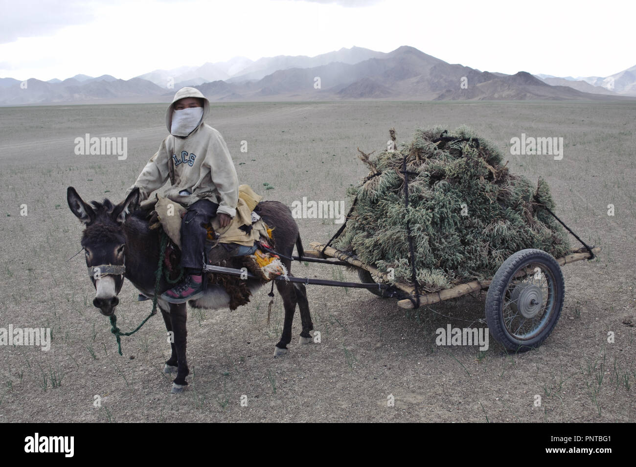 Junge sammeln Sträucher verwendet als brennbar in die Hochebene von Pamir (Tadschikistan). Die Entwurzelung der diese Pflanzen führt zu Wüstenbildung und... Stockfoto