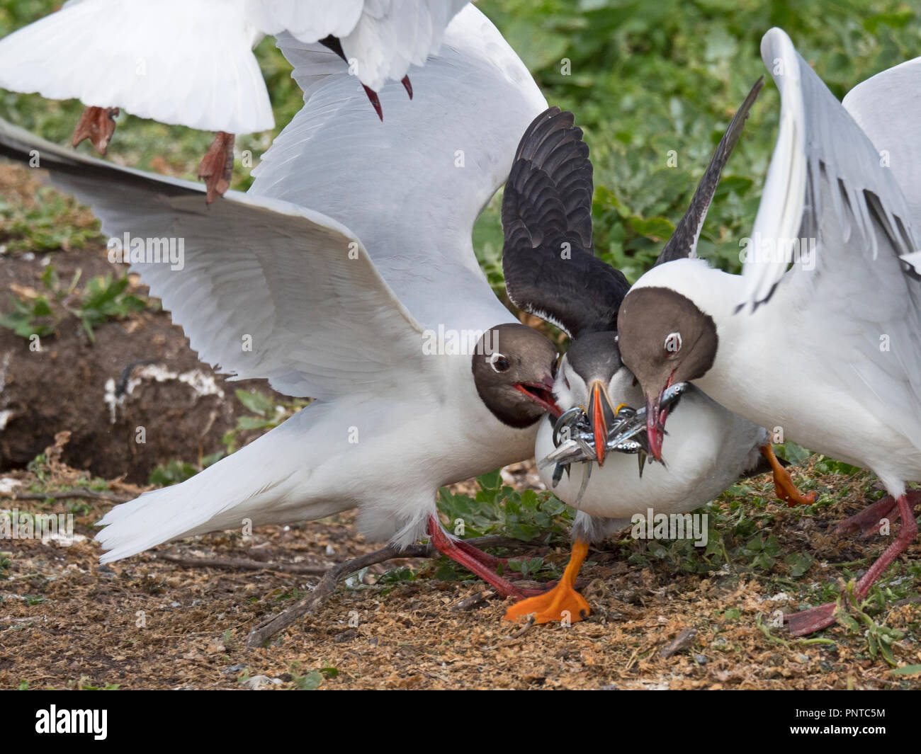 Puffin Fratercula arctica mit einem beakful der Fische durch Schwarze beraubt - vorangegangen Möwen, wie es zur Kolonie auf den Inneren Farne, Farne Islands gibt noch Stockfoto