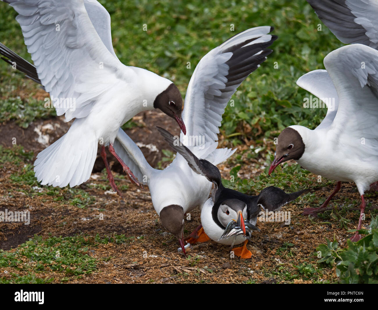 Puffin Fratercula arctica mit einem beakful der Fische durch Schwarze
