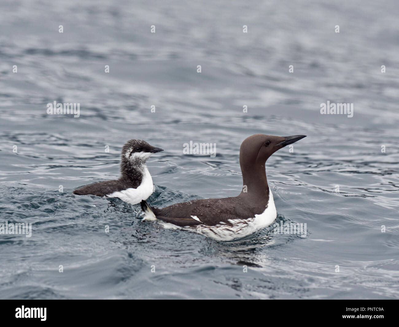 Gemeinsame Trottellumme Uria aalge Männlich mit Küken, dass er draußen auf dem Meer Noss Shetland Sommer führt. Stockfoto