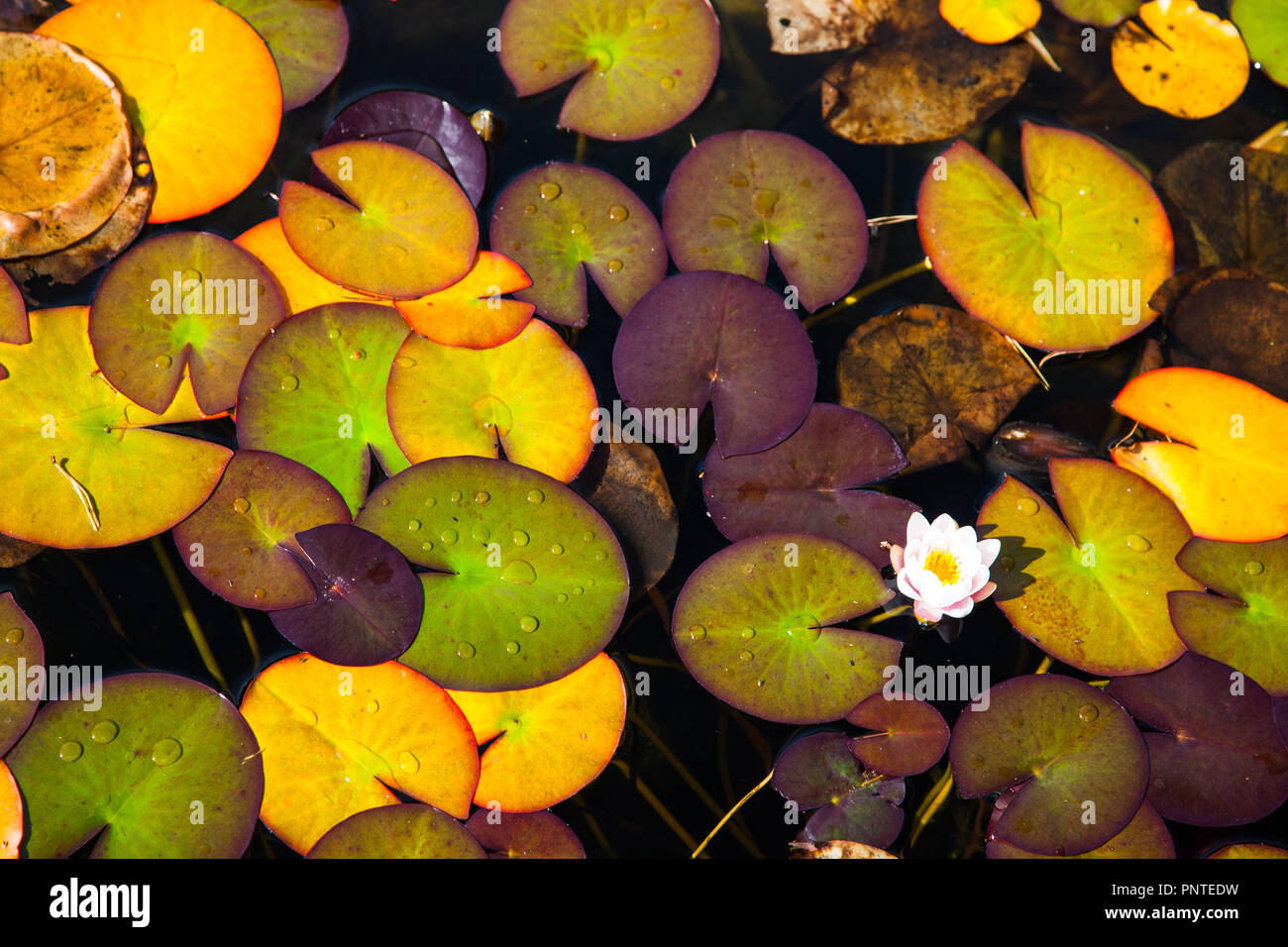 Seerosen Blätter in einem Teich im Herbst Stockfoto