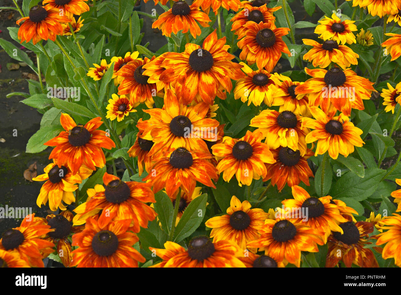 Nahaufnahme der Blüte Rudbeckia ist ummerina Gelb' in einer Blume Grenze Stockfoto