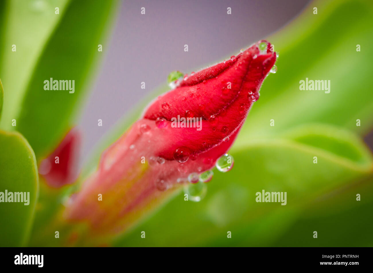 Nahaufnahme der Tau auf Red Bud. Mit unscharfen grüne Blätter als Hintergrund. Stockfoto