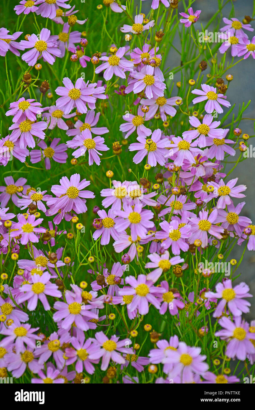 Nahaufnahme einer Blüte Coreopsis 'American Dream' in einem Cottage Garden Stockfoto