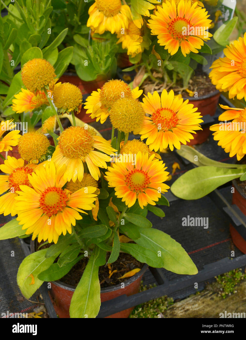 Nahaufnahme von einem vergossenen Gaillardia 'Arizona Aprikose 'Bereit für Pflanzen Stockfoto