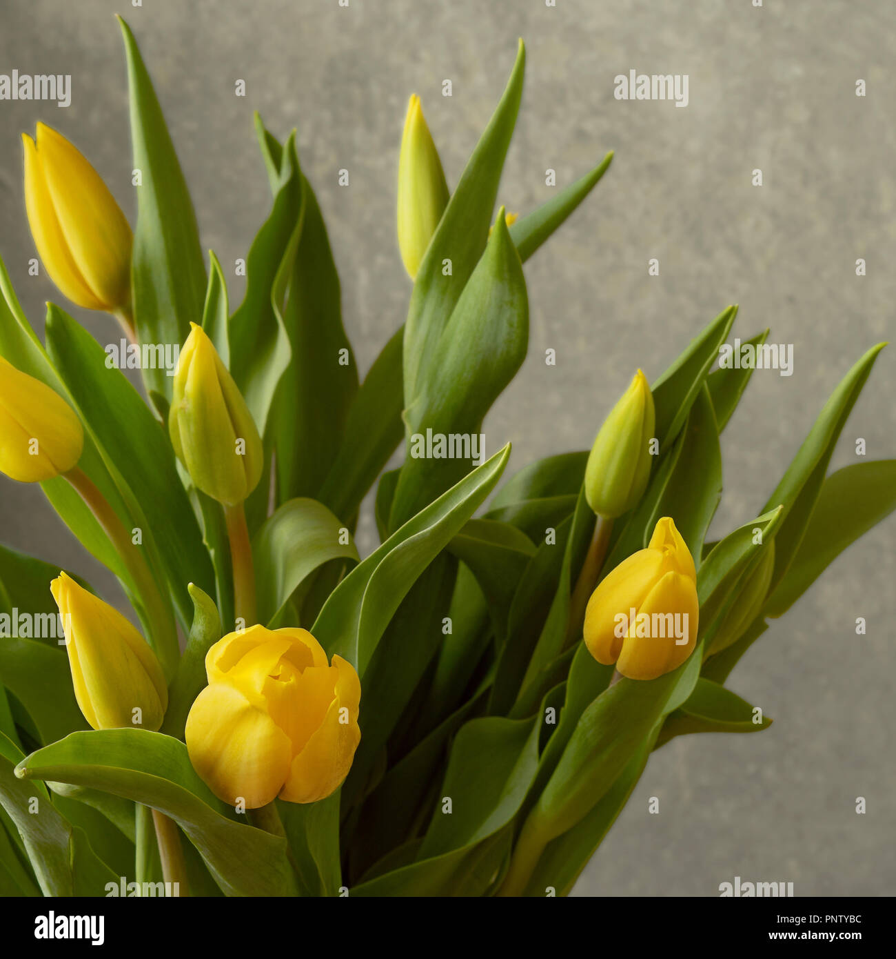 Strauß mit frischen gelben Tulpen vor einer grauen Wand, mit unentwickelten Blütenknospen Stockfoto