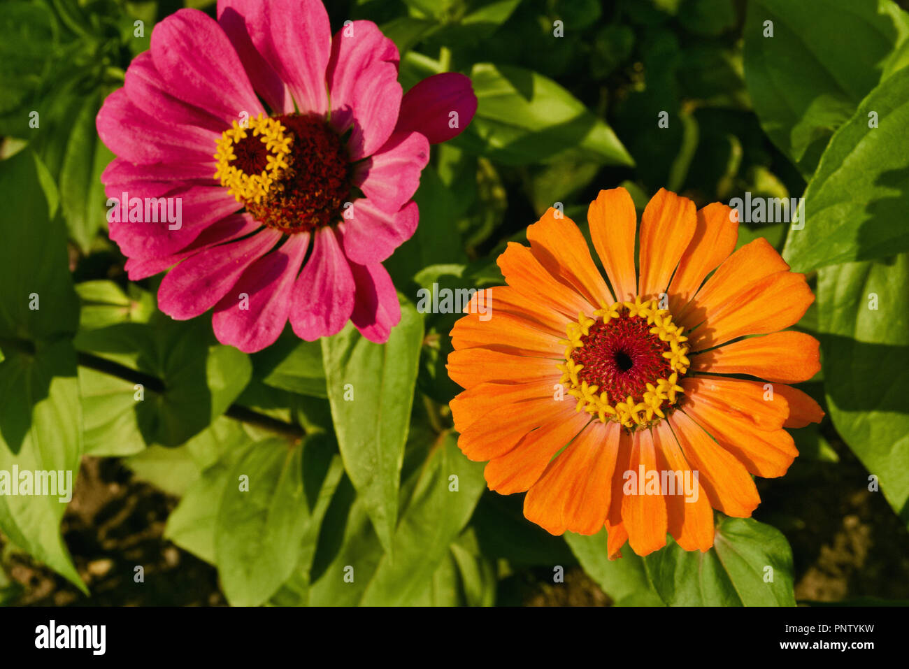 Violett-rosa und orange zinnia Blumen wachsen im Garten Stockfoto