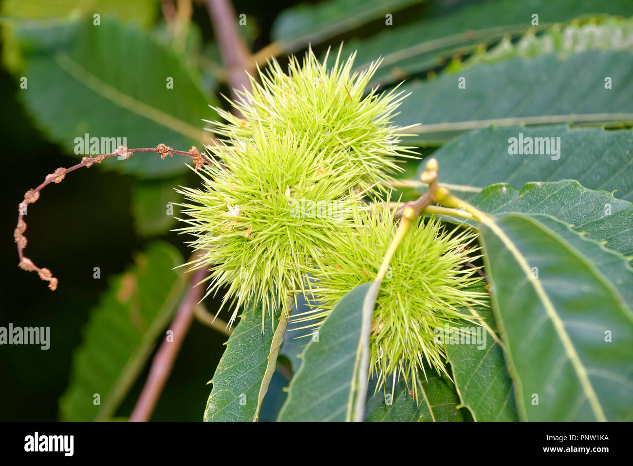 Edelkastanie - Castanea sativa Blätter & Kastanien am Baum Stockfoto