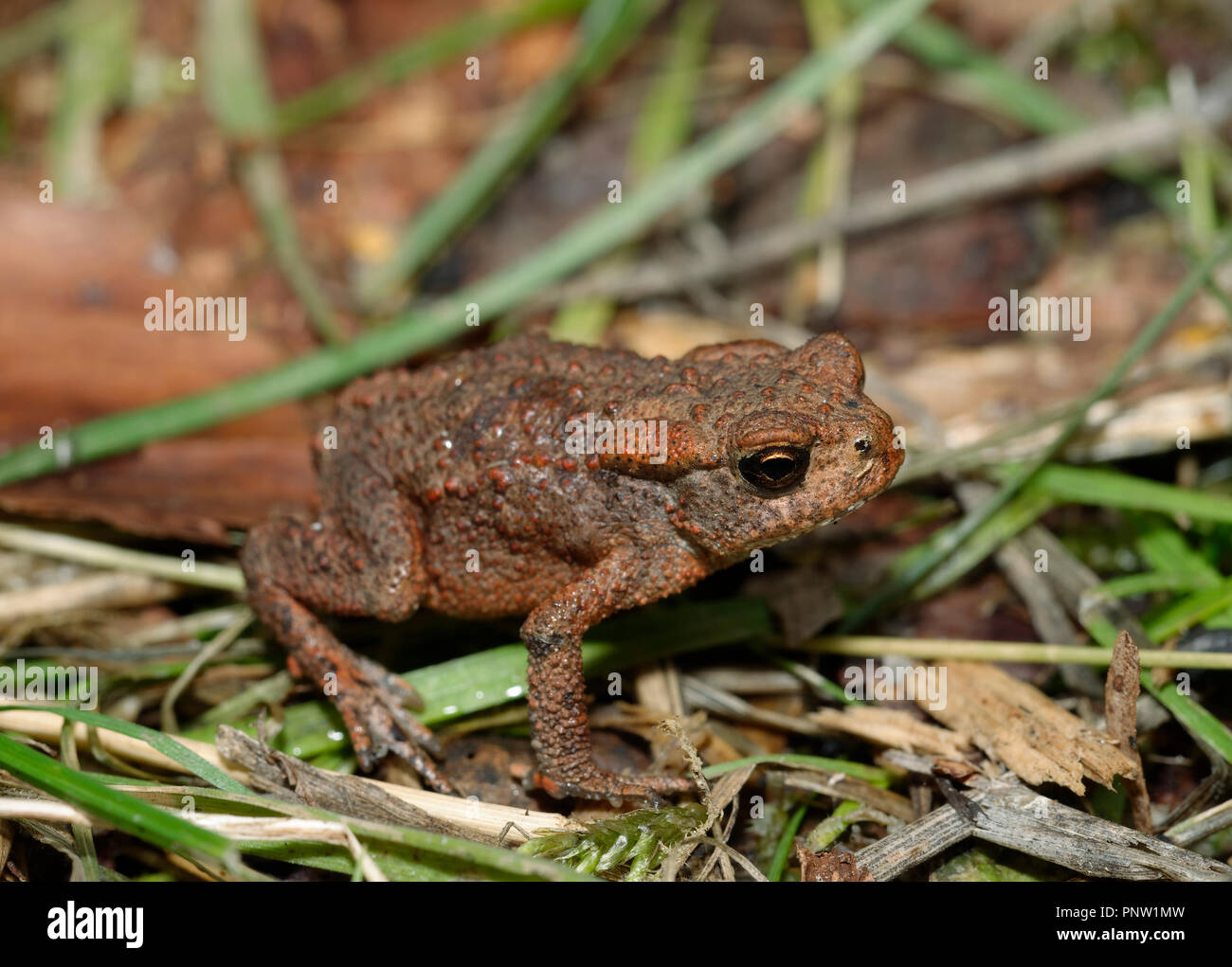 Erdkröte - Bufo bufo Kleine erste Jahr Kröte auf Waldboden Stockfoto