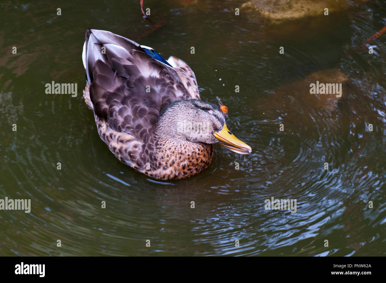 Eine amerikanische Black Duck lateinischer Name Anas rubripes Stockfoto