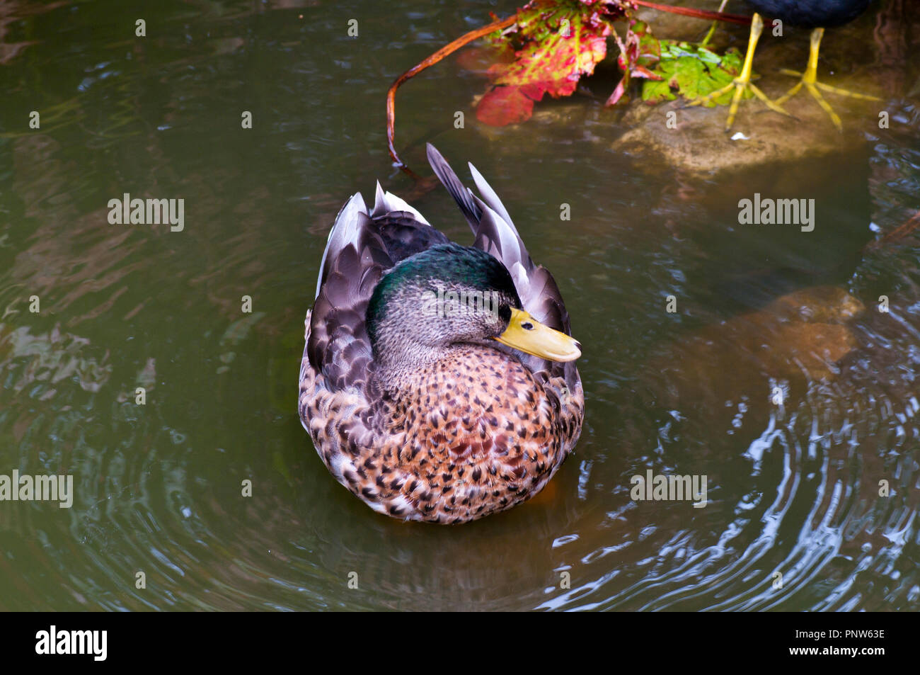 Vorderansicht eines amerikanischen Black Duck lateinischer Name Anas rubripes Stockfoto