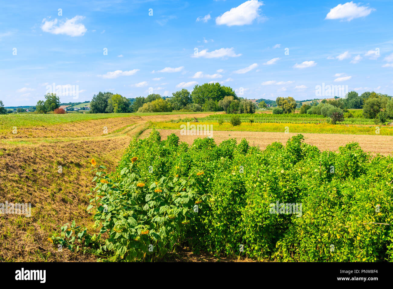 Hopfen Plantage und Sonnenblumen auf grünes Feld in Abstand, Polen Stockfoto