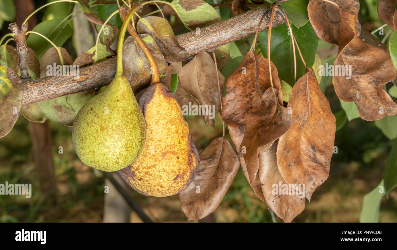 Birnen und krankheiten -Fotos und -Bildmaterial in hoher Auflösung – Alamy