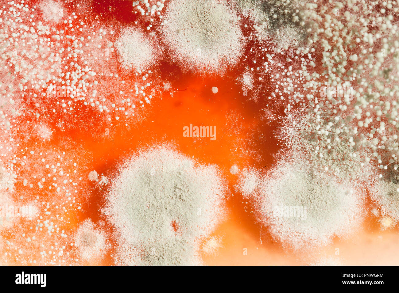 Schimmel auf strawberry jam (schimmelige Marmelade, schimmelige Marmelade, verschimmelte Lebensmittel, verschimmelte Lebensmittel) Nahaufnahme Makro - USA Stockfoto