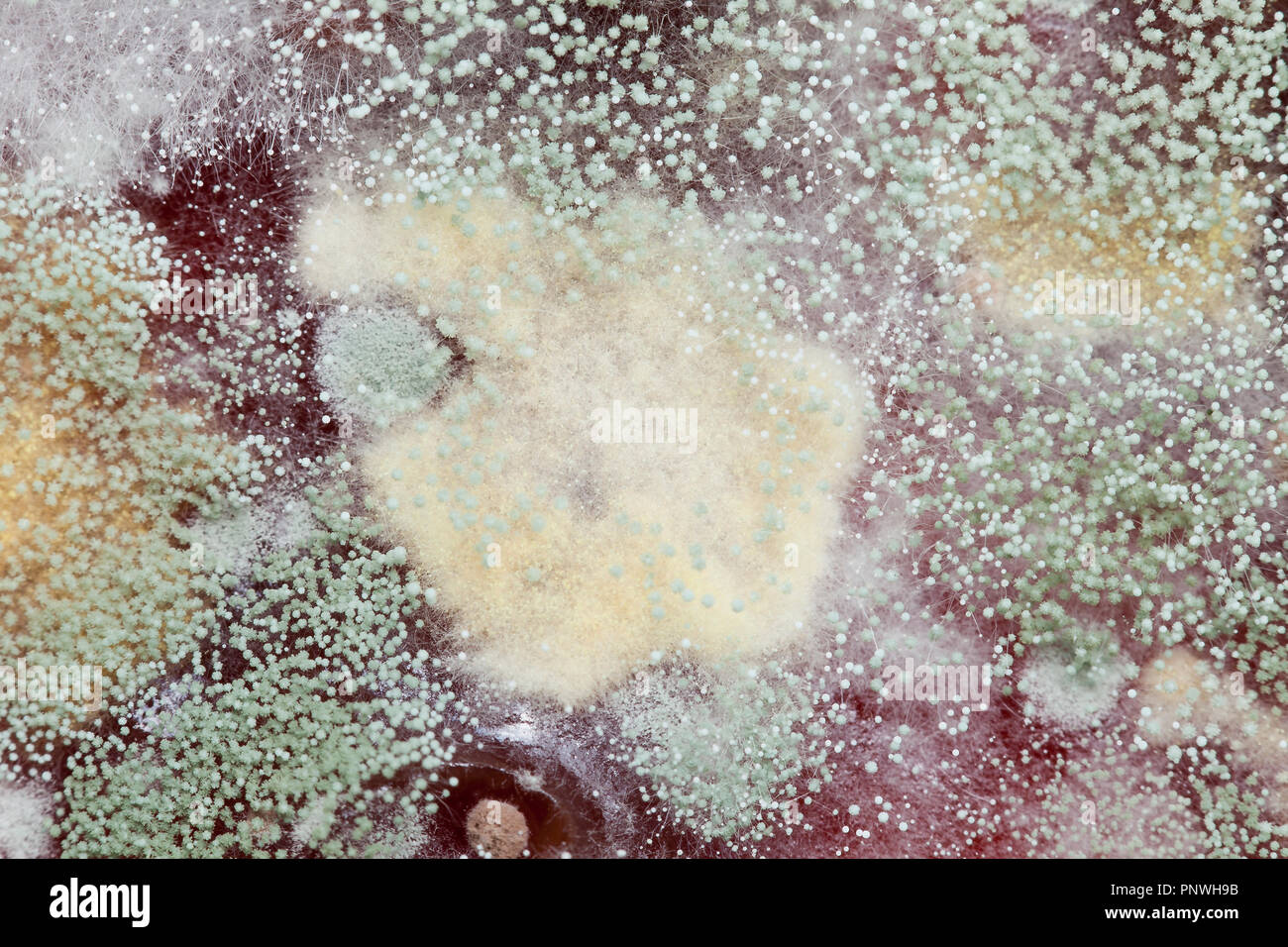 Schimmel auf strawberry jam (schimmelige Marmelade, schimmelige Marmelade, verschimmelte Lebensmittel, verschimmelte Lebensmittel) Nahaufnahme Makro - USA Stockfoto