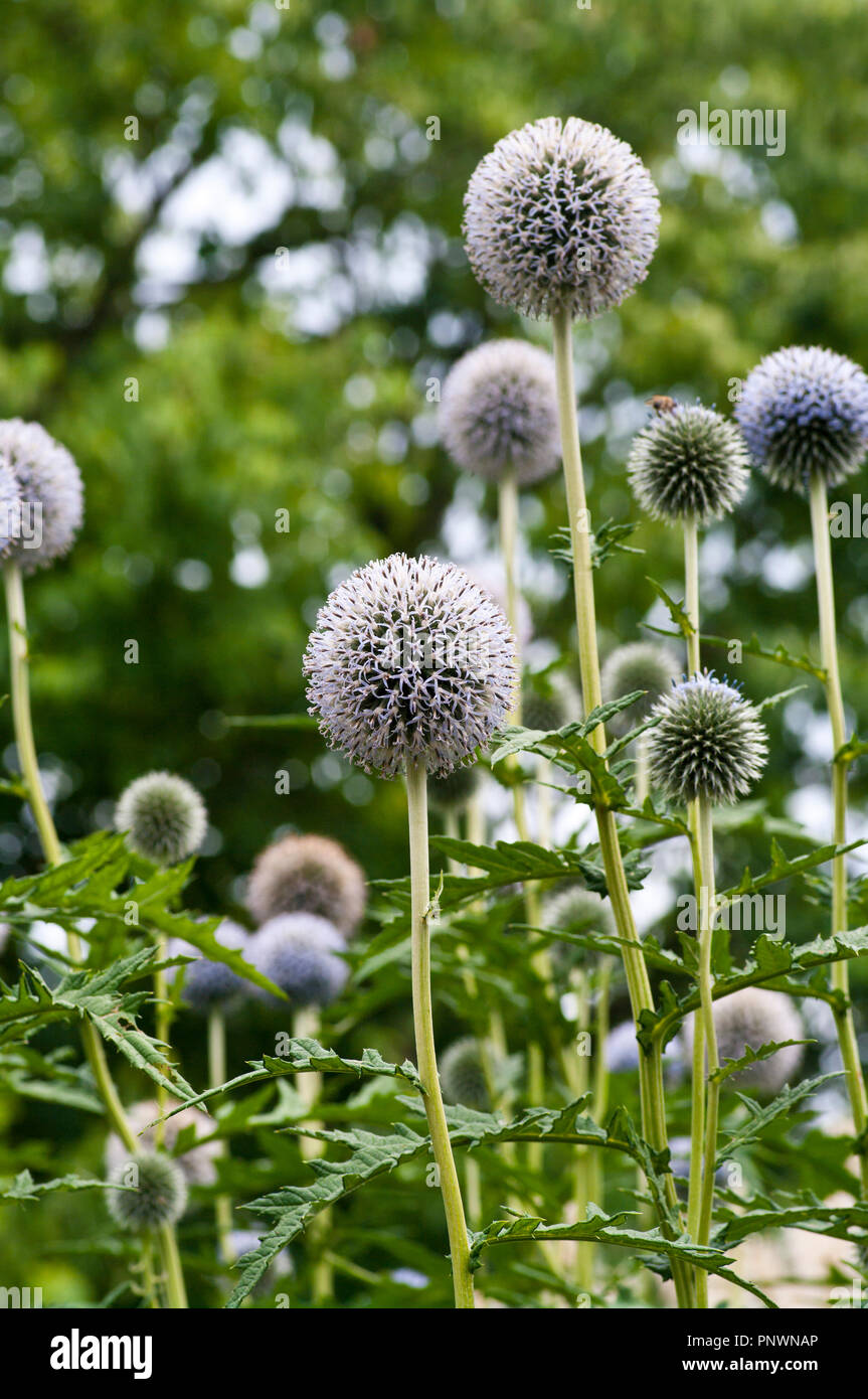 Echinops Blumen allgemein bekannt als Globus Disteln Stockfoto