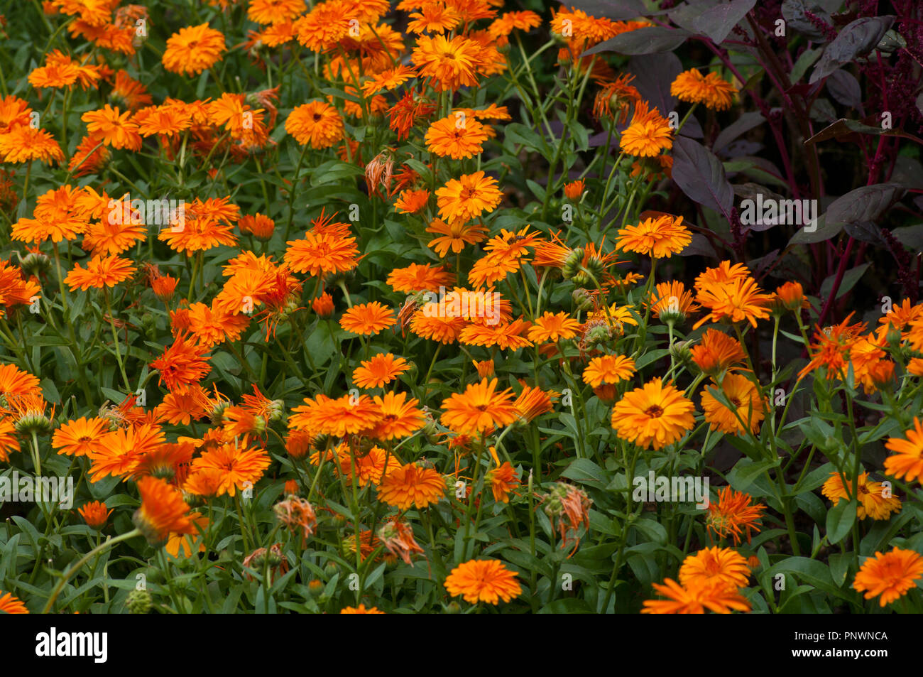 rudbekia Stockfoto