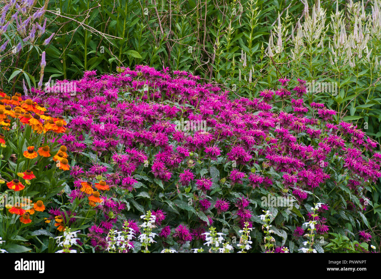 Bunte Sommergarten Grenze Blumen in Großbritannien Stockfoto