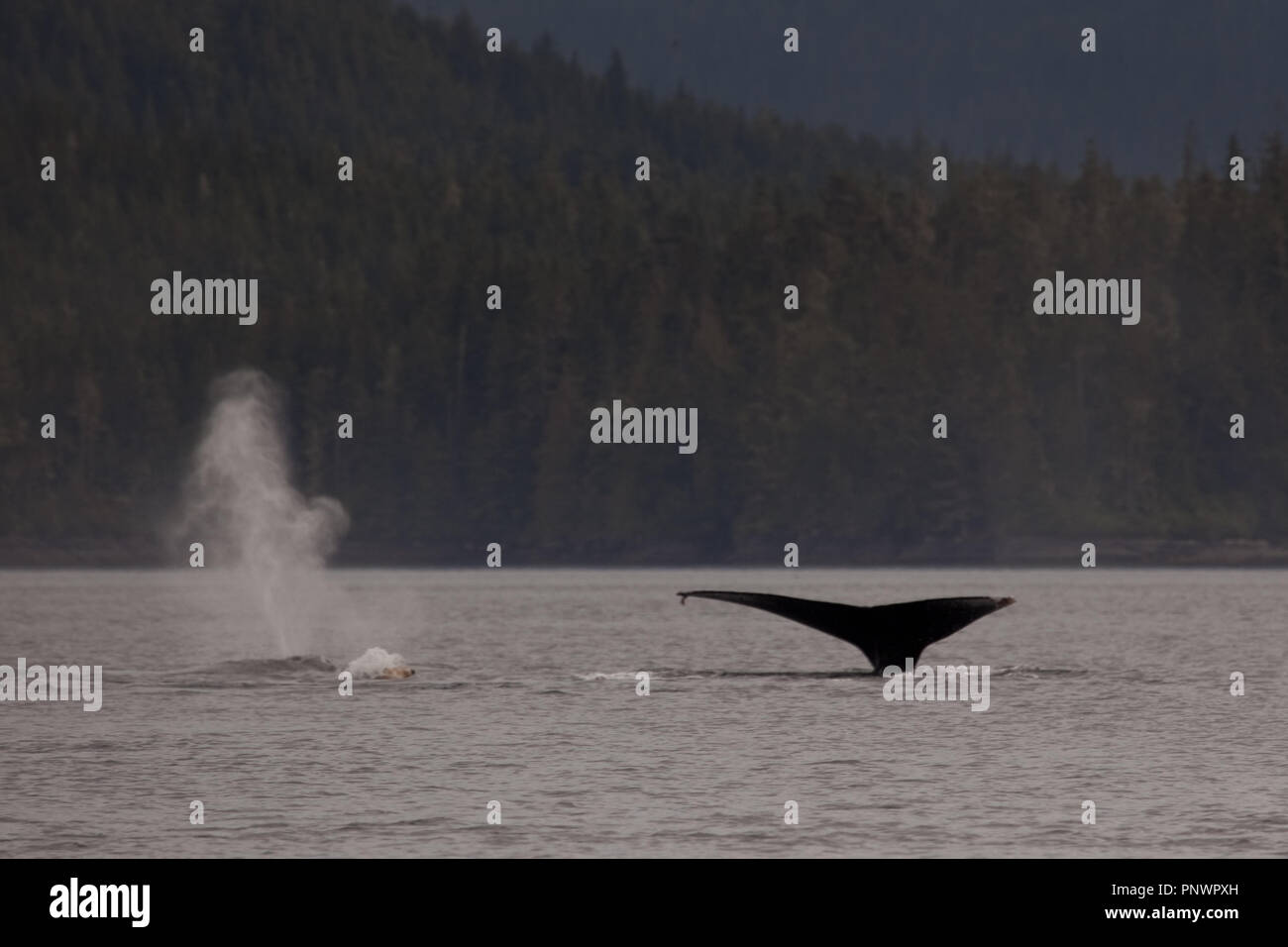 Walbeobachttung in der Johnstone Strait Stockfoto