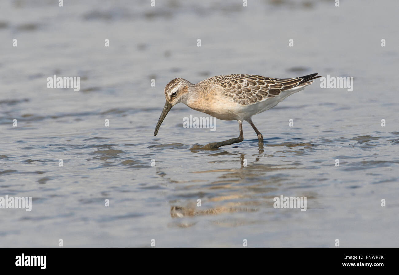 Curlew sandpiper (Calidris ferruginea), juvenile Vogel im Herbst Stockfoto