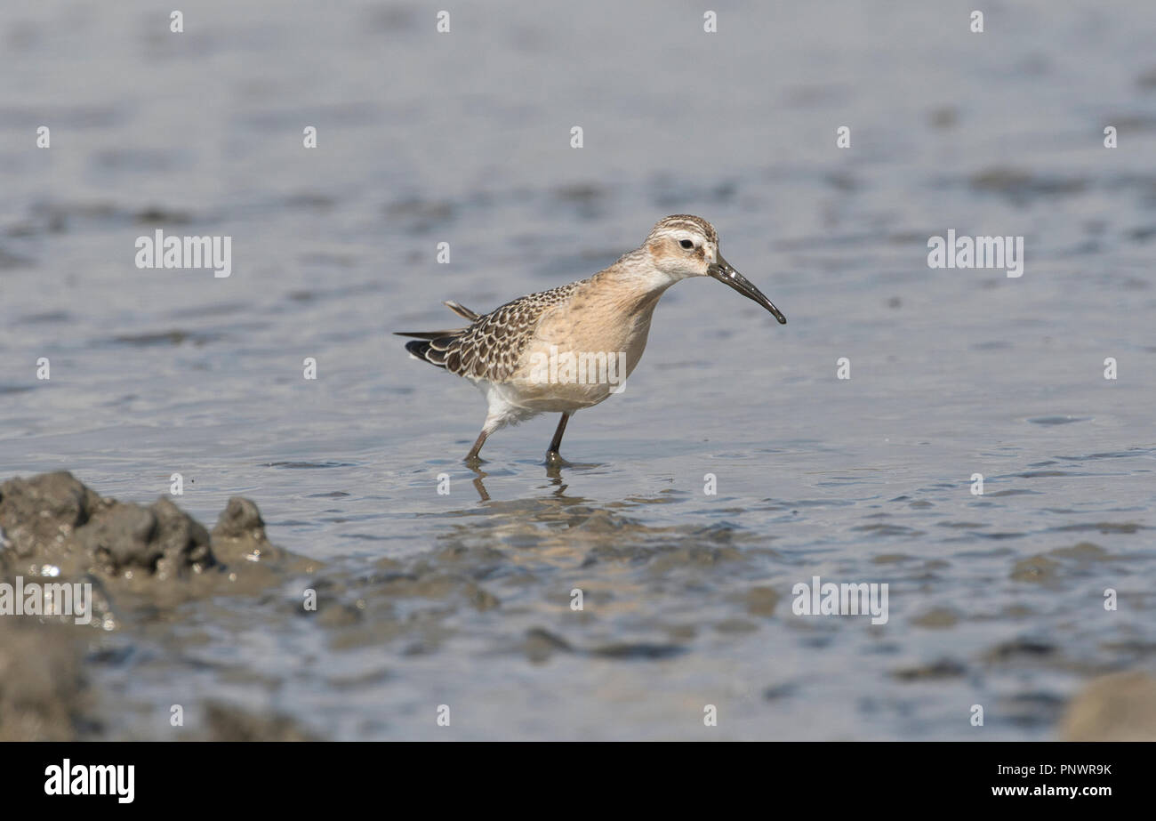 Curlew sandpiper (Calidris ferruginea), juvenile Vogel im Herbst Stockfoto