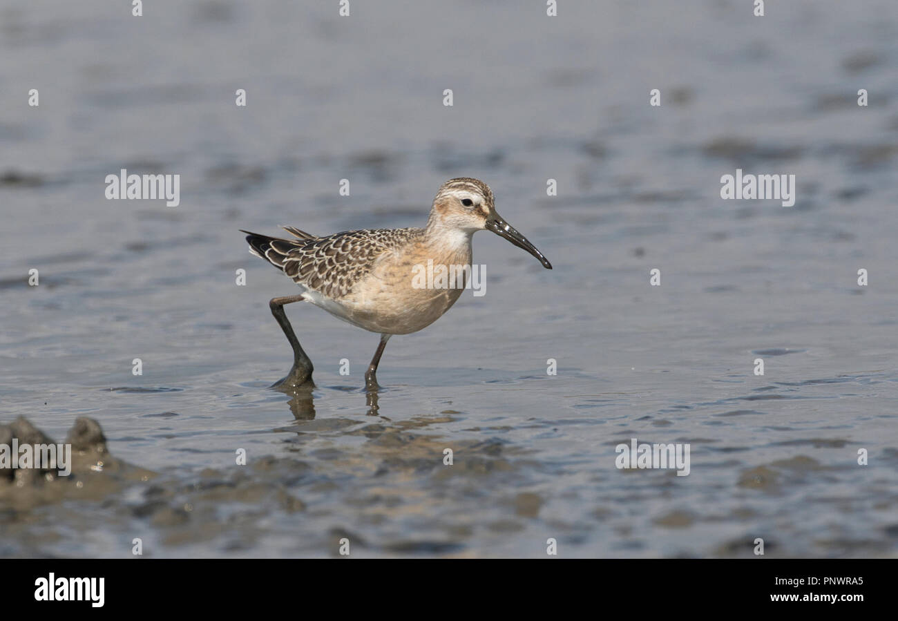 Curlew sandpiper (Calidris ferruginea), juvenile Vogel im Herbst Stockfoto