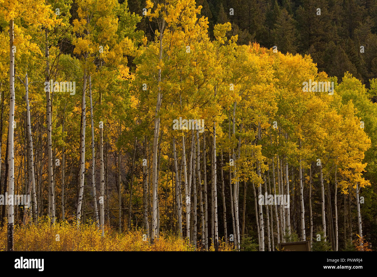 Farbiges Laub am Bow Valley Parkway Stockfoto