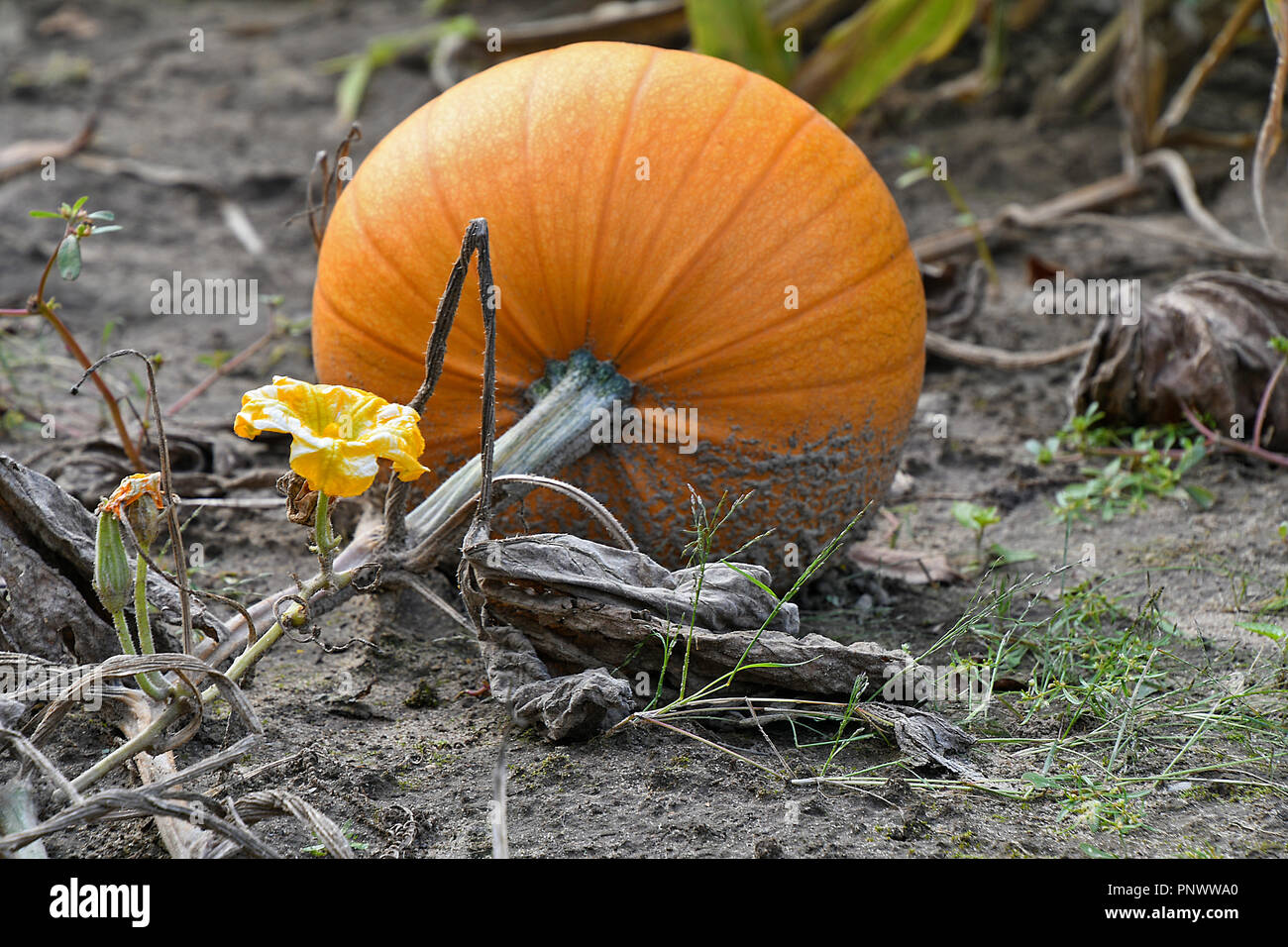 Wachsende orange Kürbis auf dem Boden im Dreck mit Blume Stockfoto