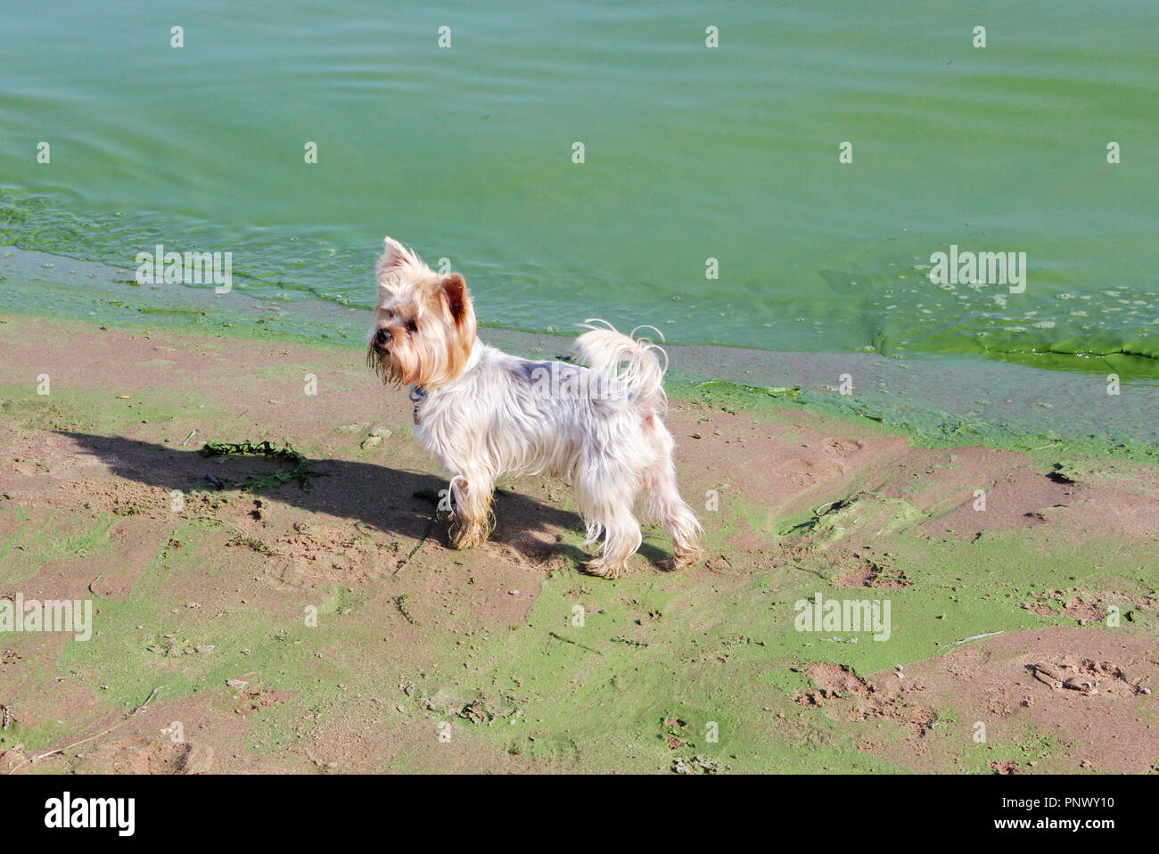 Einen kleinen weißen Hund steht auf dem sandigen Strand des Flusses. Stockfoto