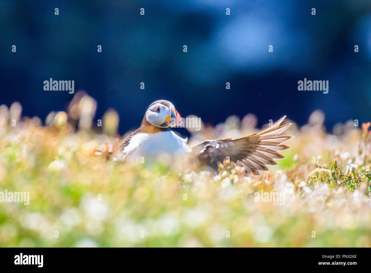 Papageitaucher, Fratercula arctica, Verbreitung Flügel auf der Wiese, auf der Klippe Rand es natürlichen Lebensraum auf skomer Island, Großbritannien. Niedlich und bunter Vogel. Stockfoto